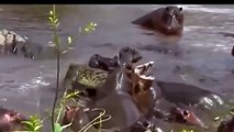 Most Amazing Wild Animal Attacks   CRAZIEST Animal Fights     lion,,anaconda, deer, Crocodile