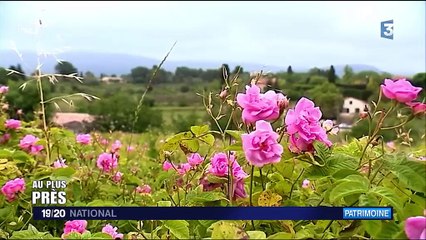 Au plus près de la rose de mai de Grasse