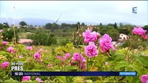 Au plus près de la rose de mai de Grasse