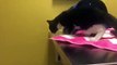 Video of adoptable pet named Teen Tuxedo Kitten Snoops!