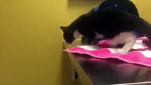 Video of adoptable pet named Teen Tuxedo Kitten Snoops!