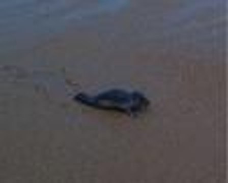 Biarritz : Un bébé phoque sur la Grande Plage