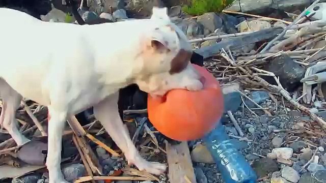 Pit Bull Red Nose catching a ball in the sea
