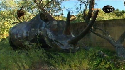 Afrodisíacos: Magia ou Medicina