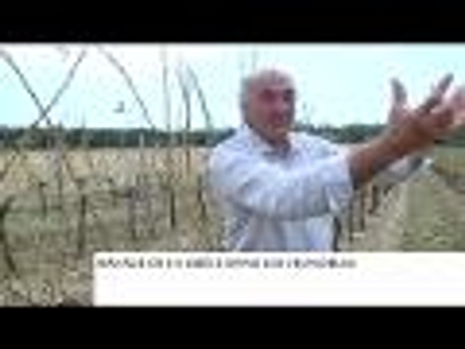 Les ravages de la grêle dans les vignobles bordelais