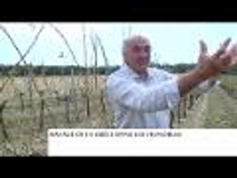 Les ravages de la grêle dans les vignobles bordelais