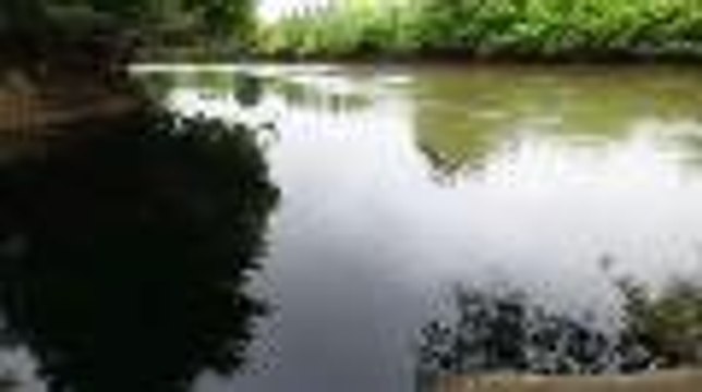 Sauvetage de carpes après une pollution au lac de l'Estey