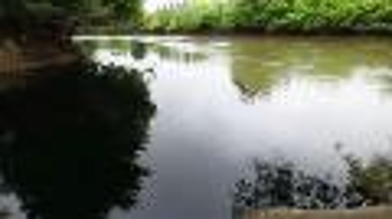 Sauvetage de carpes après une pollution au lac de l'Estey