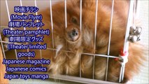ライオンVSグリズリー ポメラニアンカンフー Pomeranian Kung Fu その43 【Lion vs Grizzly】