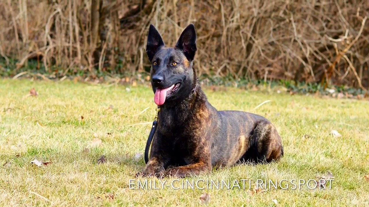 Cincinnati Ringsport-Emily Dutch Shepherd