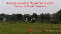 Concours-de-ferrade-Guinguette Arlesienne-Manade Pere-Descordes-28/05/2016