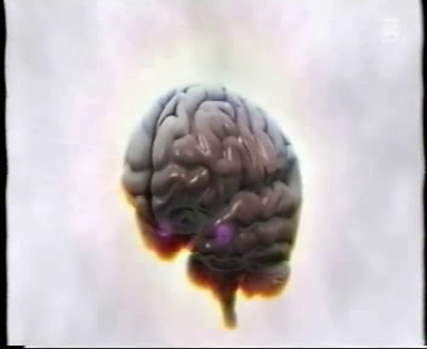 Cerebro primate: Amigdala y relaciones sociales