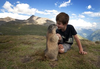 Brown Bears in Gilgit-Baltistan Feat. Marmots