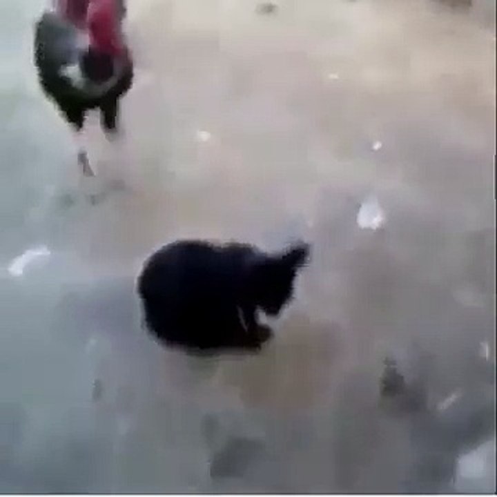 funny Cat