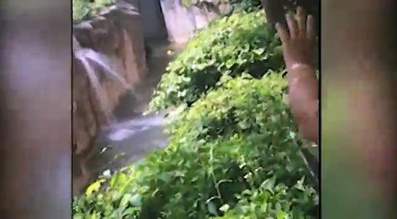 Gorilla grabs child whos fallen into habitat  Local News