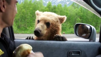 МЕДВЕДИ НА КАМЧАТКЕ 2 funny bears in Russia