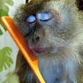 Ce singe kiffe les soins et maquillages... Une vrai meuf