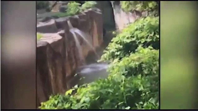 Accident dans un Zoo : un gamin chute dans l'enclos des gorilles