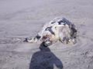 La tortue luth sur la plage du Verdon