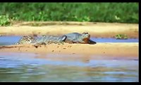 Amazing Wild Animal Attacks  lion, anaconda, deer, Crocodile