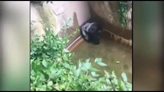 four year old boy falls 12 feet into zoo enclosure and dragged by 400 lb GORILLA