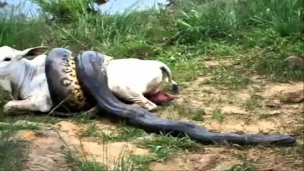 القتال الحيوان في أفريقي/ Animal fighting in Africa