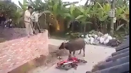 Buffalo Smashes The Bike