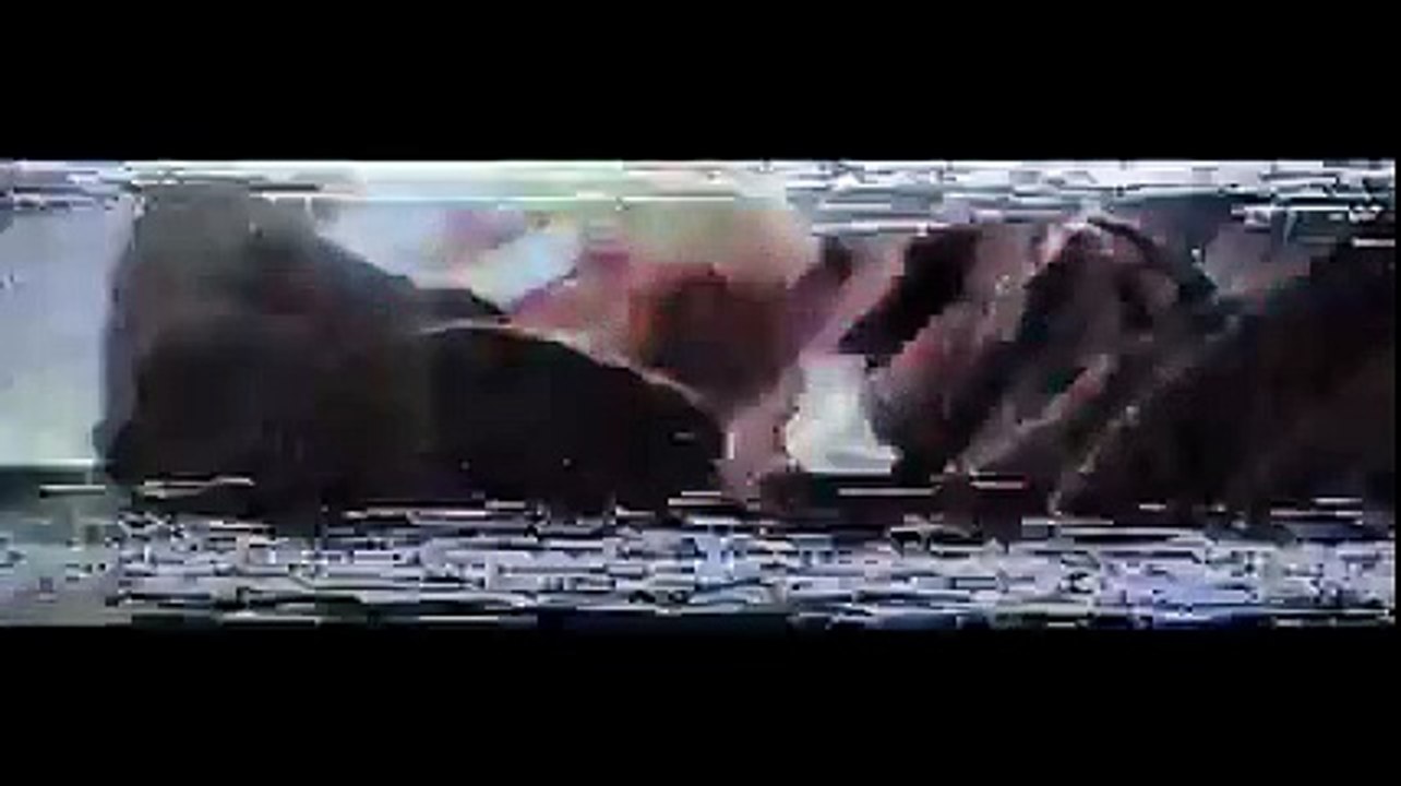 Bones - Where The Trees Meet The Free way