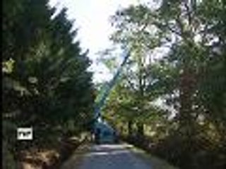 Des frelons asiatiques à Pessac