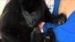 Rescued Howler Monkeys Meet and Embrace