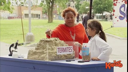 Termites Eats Spoon !