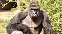 Goril Vurularak Öldürüldü