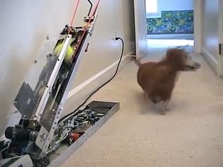 СОБАКА ИГРАЕТ С РОБОТОМ - ПРИКОЛ !