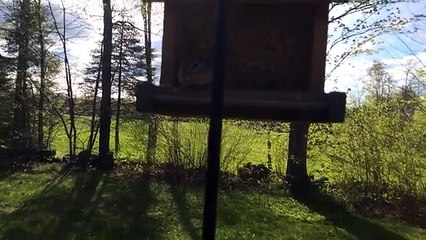 Chipmunk caught red handed....kinda