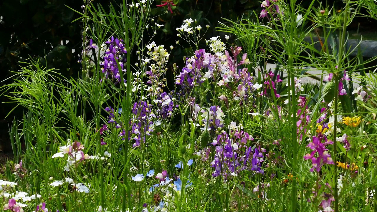 Meadow in May
