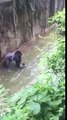 Un enfant chute dans l'enclos du gorille