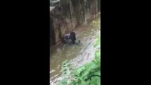 Un enfant chute dans l'enclos du gorille