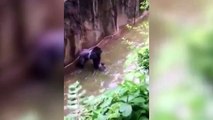Terrified 4 year old fall in Gorilla's Cage  Horrible News Video