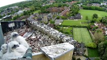 Hawk and Owl Trust Urban Peregrines Project Norwich Cathedral