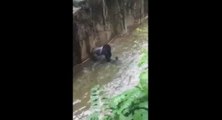 Un gorille abattu dans son enclos pour sauver un enfant