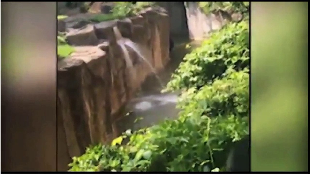 STUPID! Gorilla Grabs Child To Protect Boy After Boy Falls Into Habitat - Zoo KILLS Gorilla
