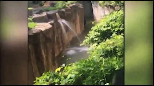 STUPID! Gorilla Grabs Child To Protect Boy After Boy Falls Into Habitat - Zoo KILLS Gorilla