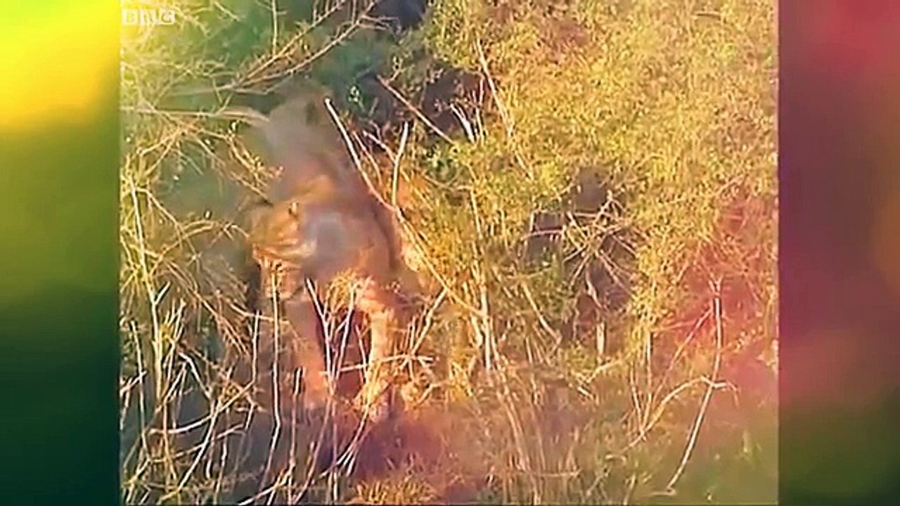 best Lion Vs Crocodile combined videos -