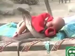 Baby and Cobra Friendship  - Funny Whatsapp Video | WhatsApp Video Funny | Funny Fails | Viral Video