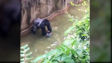 3 year old boy enters Gorilla's enclosure