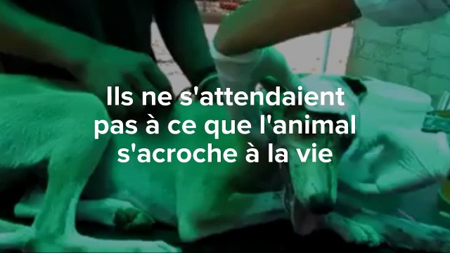 L'incroyable sauvetage d'une chienne qui s'est accrochée à la vie