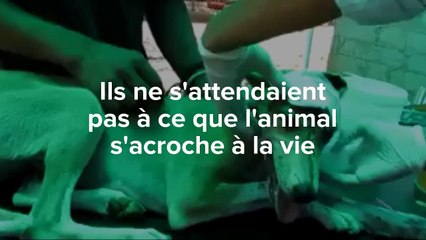 L'incroyable sauvetage d'une chienne qui s'est accrochée à la vie