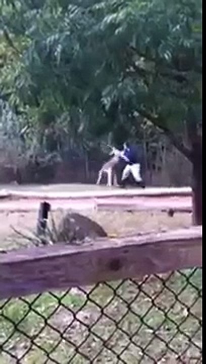Got Hands Kangaroo Attacks Zoo Worker