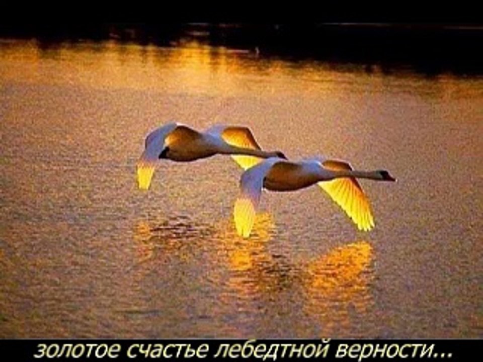 Золотое счастье лебединой верности.