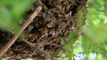 essaim abeilles 28 mai 2016